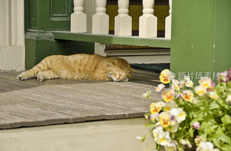 Sleeping Cat，剑桥，波士顿